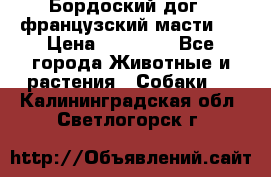 Бордоский дог ( французский масти)  › Цена ­ 50 000 - Все города Животные и растения » Собаки   . Калининградская обл.,Светлогорск г.